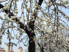 -桃花堤公园