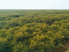 -北海金海湾红树林生态旅游区