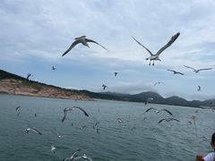 -海驴岛(荣成市)
