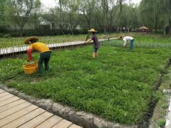 -溱湖国家湿地公园