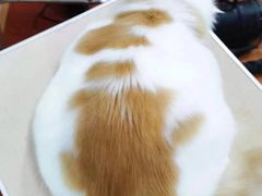 -鑫艺宠物美容培训学校