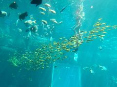 -海棠湾洲际-涛·海底餐厅·美人鱼·自助餐·海底隧道