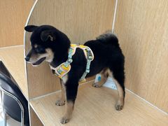 -美联众合动物医院·24h京西诊疗中心