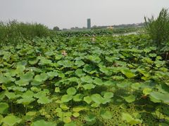 -白洋淀景区