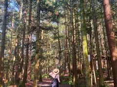 -重庆睡佛山森林公园