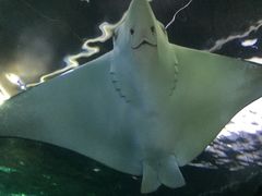 -悉尼海洋生物水族馆