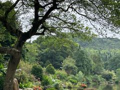 -深圳仙湖植物园