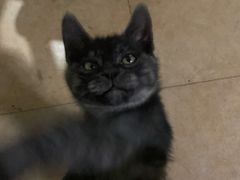 -瑞派福兴宠物医院犬猫全科·骨科·中西医结合(河东店)