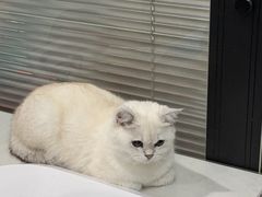 -伟伟宠物医院·CT影像中心·瑞派犬猫综合性门诊(汉口总院)