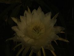 iphone_upload_pic-桃姐农庄老字号(从化温泉店)