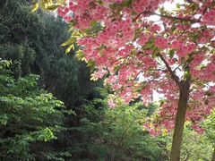 -绵阳盛世樱花悠乐谷