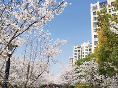 -高东镇樱花园