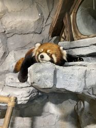 -Zoolung Zoolung动物主题公园(海信广场店)