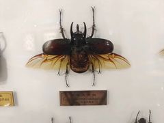 -上海昆虫博物馆