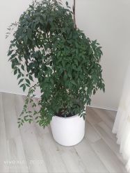 -HEYAN荷妍专业脱毛连锁机构