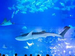 -烟台海昌鲸鲨海洋公园