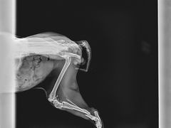 -格蕾宠物医院24H·猫科·肿瘤科·骨科中心(福州总院)