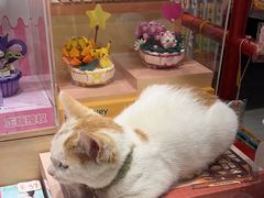 -猫的天空之城概念书店(丽江古城饮玉巷店)