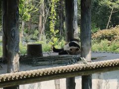 -中国大熊猫保护研究中心雅安碧峰峡基地