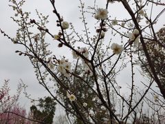 -南湖湿地公园