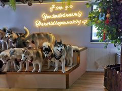 -Husky Go! 哈士奇体验馆·宠物咖啡厅狗咖