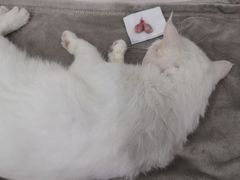 -贝利宠物医院·骨科·眼科·肿瘤转诊中心(南坪诊疗中心)