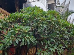 -西双版纳总佛寺