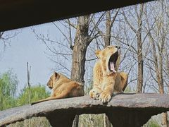 -北京野生动物园