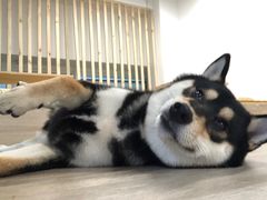 -柴迷FANS CLUB·柴犬狗咖·猫咖