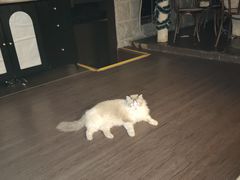 -猫岛主趣味餐厅(鼓浪屿店)
