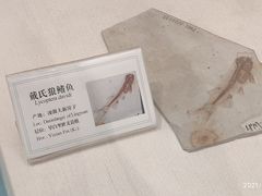 -辽宁古生物博物馆