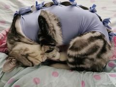 -伟伟宠物医院·CT影像中心·瑞派犬猫综合性门诊(汉口总院)