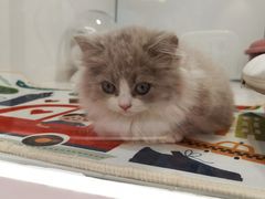 -1013 PET SHOP精品宠物商店(丁香店)