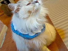 -MOCHA明星猫咖(田子坊店)