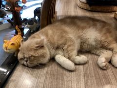 -飞行喵MR PILOT|猫舍·猫咖(静安大融城店)