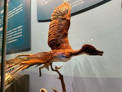 -国家自然博物馆