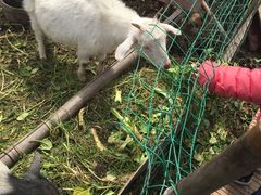 -青浦采草莓天天草莓园