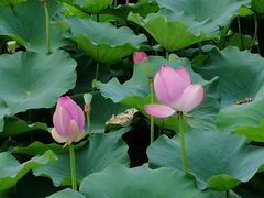-荷塘月色湿地公园·向阳花洲