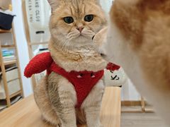 -柴迷FANS CLUB·柴犬狗咖·猫咖