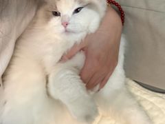 -瑞派福兴宠物医院犬猫全科·骨科·中西医结合(河东店)