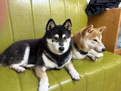 -是阿柴呀！柴犬咖啡·爱喵喵猫咖