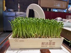 活体有机豆苗-捞神煲汤火锅(湖滨商业街店)