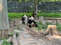 -都江堰中华大熊猫苑