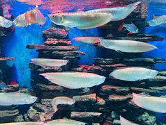 -多彩贵州城极地海洋世界