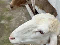 -都江堰玫瑰花溪谷