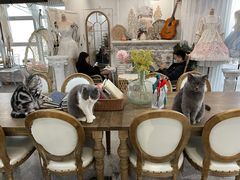 大堂-共舞时光猫咖·狗咖(新街口店)