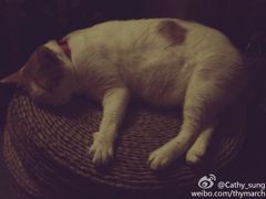 肥猫-江湖边·小生活