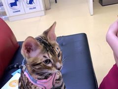 -瑞派天宁宠物医院·猫科·异宠中心