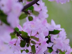 -海棠花溪(元大都城垣遗址公园)