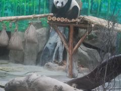 -灵玲国际马戏城